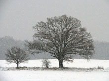 Winterbäume im Schnee